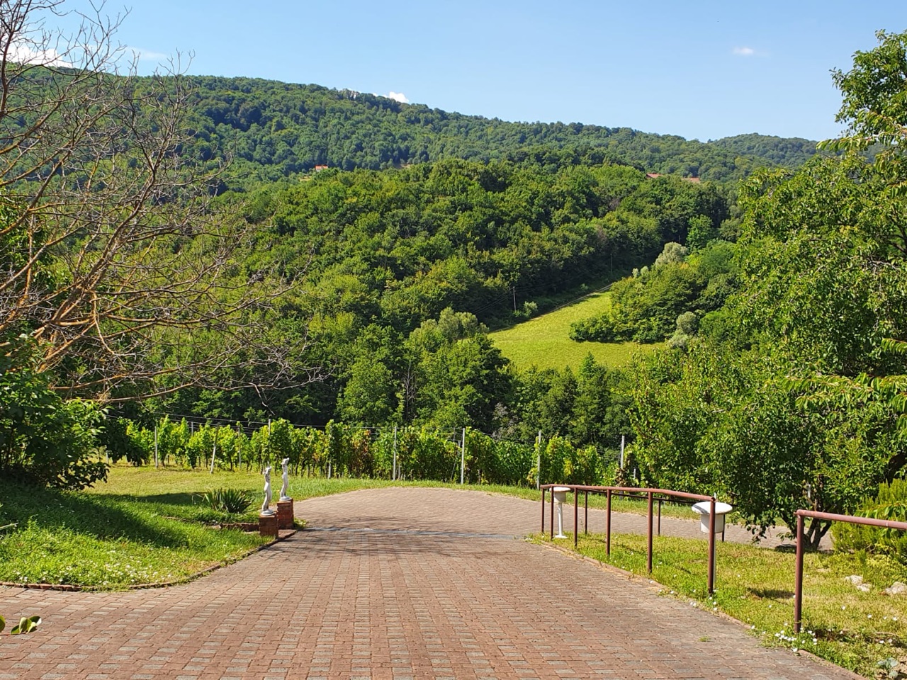 Pogled na zelene brege i vinograde